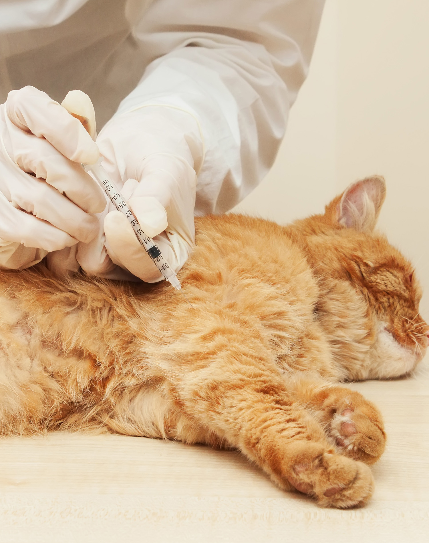 zungu-gato-vacunacion